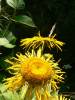 Teleki-vir�g Telekia speciosa